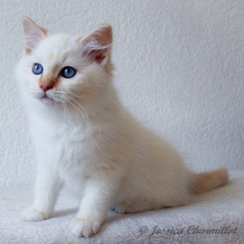 chaton Ragdoll red point mitted S-F Firefly Berlioz Trycoline’s