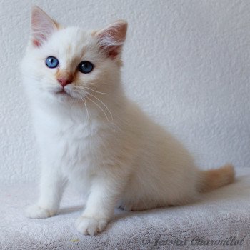 chaton Ragdoll red point mitted S-F Firefly Berlioz Trycoline’s