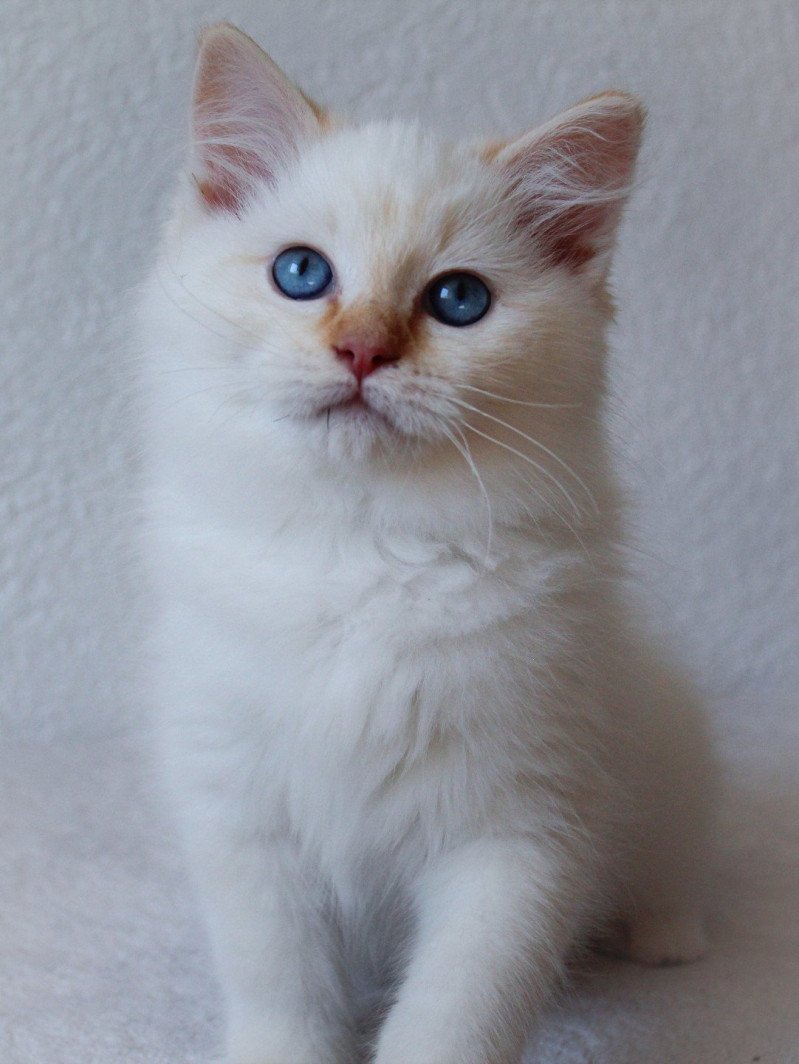 Trycoline’s S-F Firefly Berlioz Mâle Ragdoll