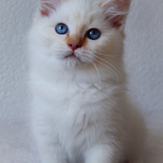 Trycoline’s S-F Firefly Berlioz Mâle Ragdoll