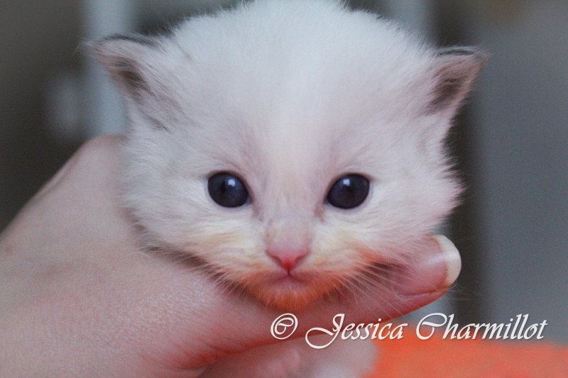 Trycoline’s S-F Arcane Mâle Ragdoll Trycoline’s S-F Arcane Mâle Ragdoll