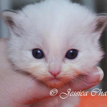 chaton Ragdoll seal tabby point bicolor S-F Stargate Trycoline’s