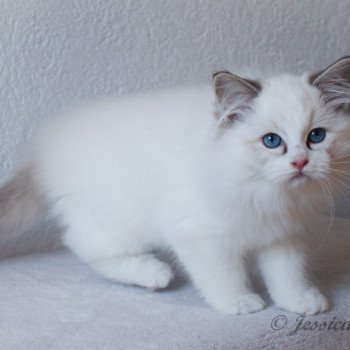 chaton Ragdoll seal tabby point bicolor S-F Arkan Trycoline’s