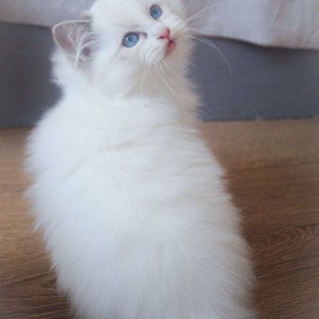 chaton Ragdoll seal tabby point bicolor S-F Arkan Trycoline’s
