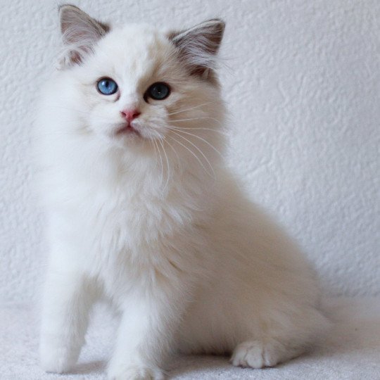 Trycoline’s S-F Arkan Mâle Ragdoll