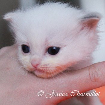 chaton Ragdoll blue tortie point S-F Utopia Trycoline’s