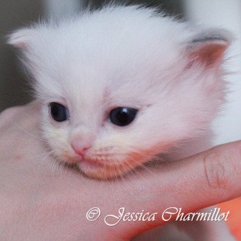 chaton Ragdoll blue tortie point S-F Utopia Trycoline’s chaton Ragdoll blue tortie point S-F Utopia Trycoline’s