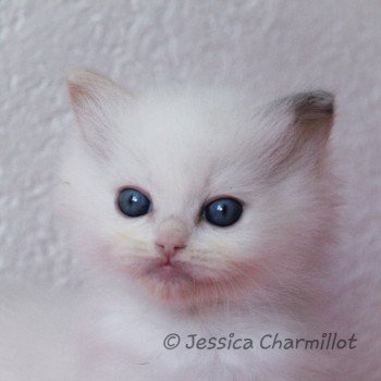 chaton Ragdoll blue tortie point S-F Utopia Sukie Trycoline’s