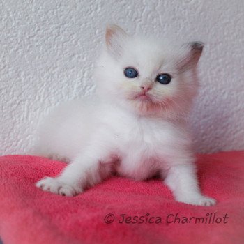 chaton Ragdoll blue tortie point S-F Utopia Sukie Trycoline’s