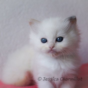 chaton Ragdoll blue tortie point S-F Utopia Sukie Trycoline’s