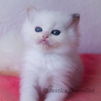 chaton Ragdoll blue tortie point S-F Utopia Sukie Trycoline’s