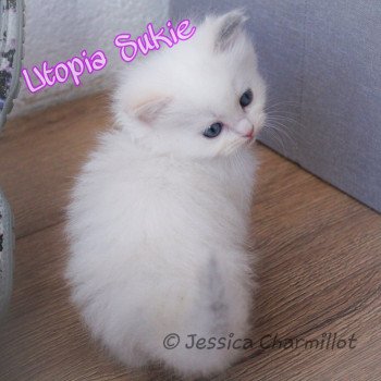 chaton Ragdoll blue tortie point S-F Utopia Sukie Trycoline’s