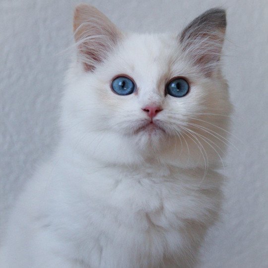 Trycoline’s S-F Utopia Sukie Femelle Ragdoll