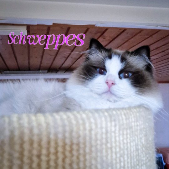 Schweppes Mojito Des Loopicats Femelle Ragdoll