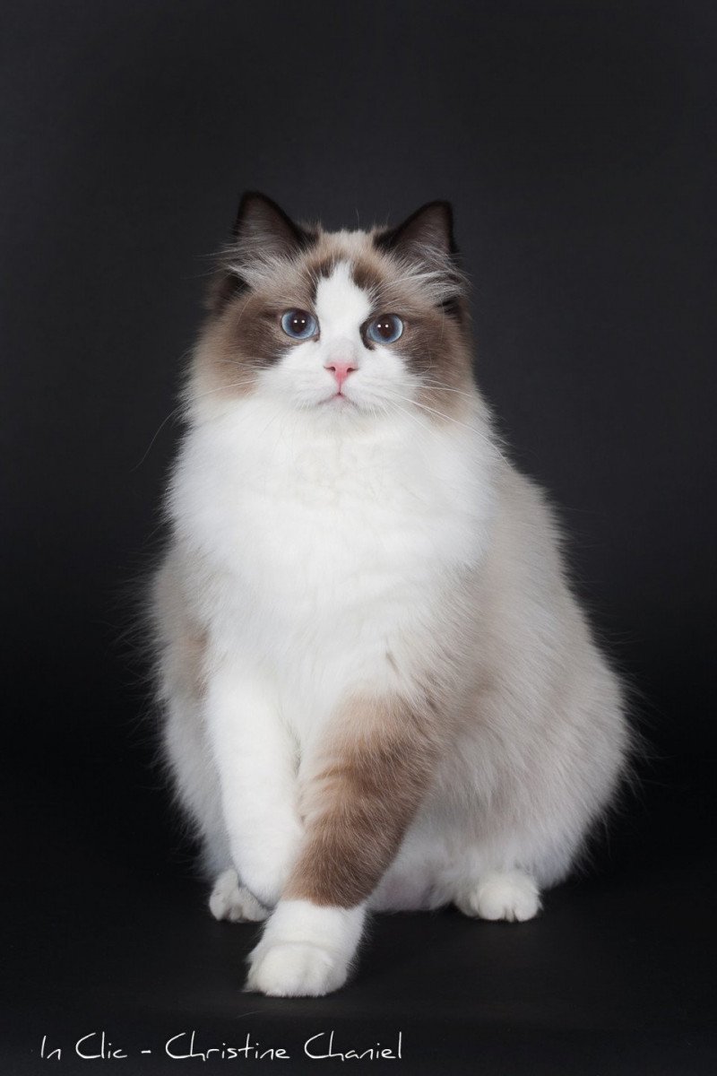 Schweppes Mojito Des Loopicats Femelle Ragdoll Schweppes Mojito Des Loopicats Femelle Ragdoll