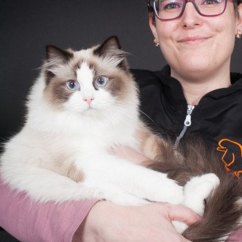 chat Ragdoll seal point bicolor Schweppes Mojito Trycoline’s