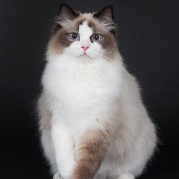 chat Ragdoll seal point bicolor Schweppes Mojito Trycoline’s