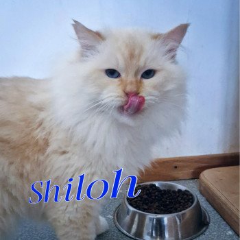 chat Ragdoll red point mitted Shïloh Love Trycoline’s chat Ragdoll red point mitted Shïloh Love Trycoline’s