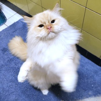 chat Ragdoll red point mitted Shïloh Love Trycoline’s chat Ragdoll red point mitted Shïloh Love Trycoline’s