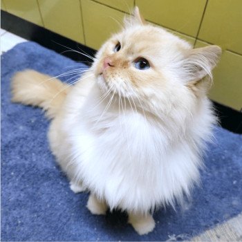 chat Ragdoll red point mitted Shïloh Love Trycoline’s chat Ragdoll red point mitted Shïloh Love Trycoline’s