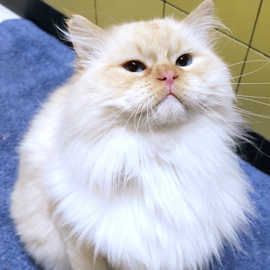 Shïloh Love Du Chamallow Rose Mâle Ragdoll