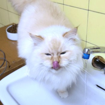 chat Ragdoll red point mitted Shïloh Love Trycoline’s chat Ragdoll red point mitted Shïloh Love Trycoline’s