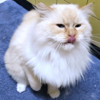 chat Ragdoll red point mitted Shïloh Love Trycoline’s chat Ragdoll red point mitted Shïloh Love Trycoline’s