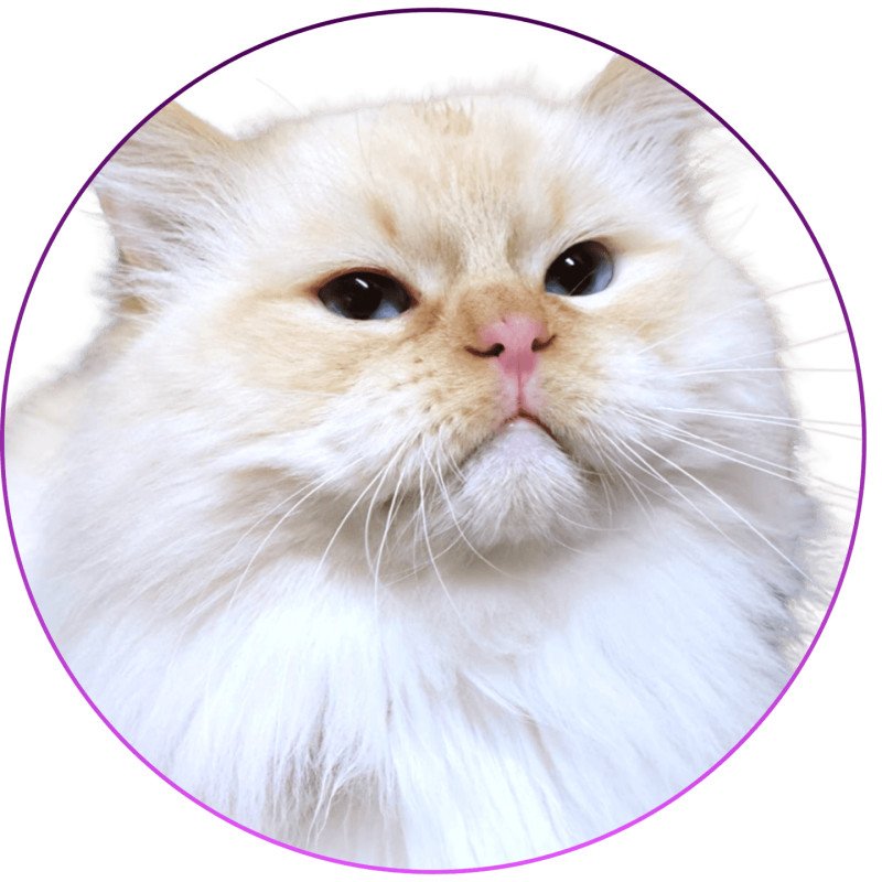 Shïloh Love Du Chamallow Rose Mâle Ragdoll