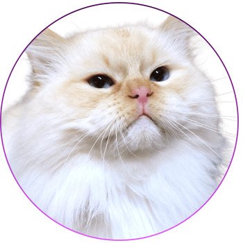 chat Ragdoll red point mitted Shïloh Love Trycoline’s