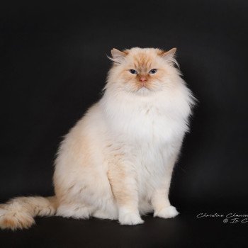 chat Ragdoll red point mitted Shïloh Love Trycoline’s