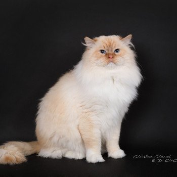 chat Ragdoll red point mitted Shïloh Love Trycoline’s