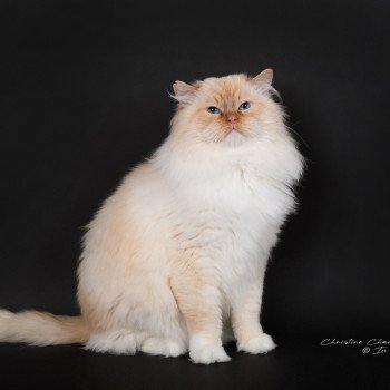 chat Ragdoll red point mitted Shïloh Love Trycoline’s