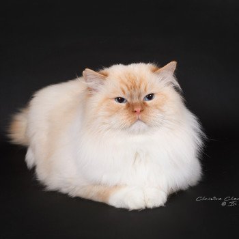 chat Ragdoll red point mitted Shïloh Love Trycoline’s