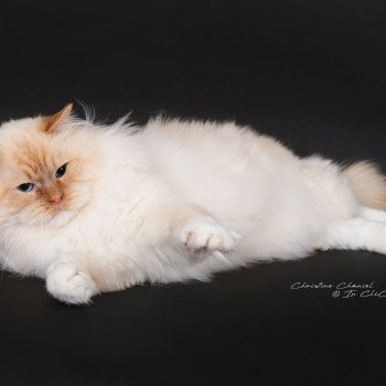 chat Ragdoll red point mitted Shïloh Love Trycoline’s