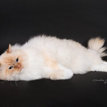 chat Ragdoll red point mitted Shïloh Love Trycoline’s
