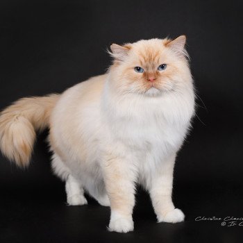 chat Ragdoll red point mitted Shïloh Love Trycoline’s