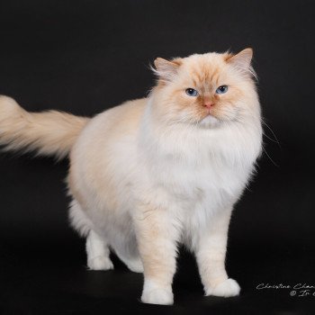 chat Ragdoll red point mitted Shïloh Love Trycoline’s