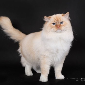 chat Ragdoll red point mitted Shïloh Love Trycoline’s