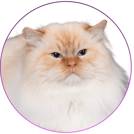 Shïloh Love Du Chamallow Rose Mâle Ragdoll