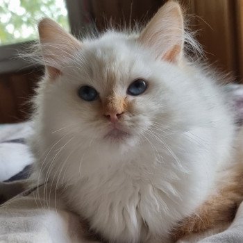 chat Ragdoll red point mitted Shïloh Golden Love Trycoline’s