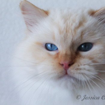 chat Ragdoll red point mitted Shïloh Love Trycoline’s