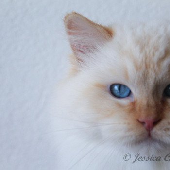 chat Ragdoll red point mitted Shïloh Love Trycoline’s