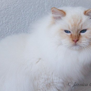 chat Ragdoll red point mitted Shïloh Love Trycoline’s