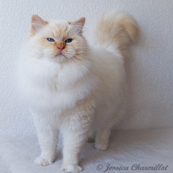 chat Ragdoll red point mitted Shïloh Love Trycoline’s