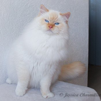 chat Ragdoll red point mitted Shïloh Love Trycoline’s