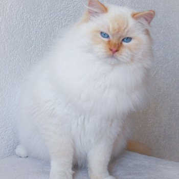 chat Ragdoll red point mitted Shïloh Love Trycoline’s