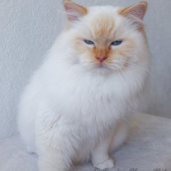 chat Ragdoll red point mitted Shïloh Love Trycoline’s