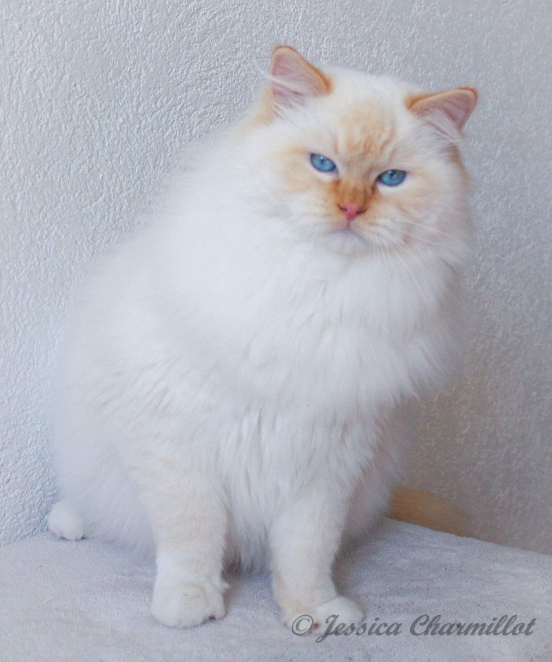 Shïloh Love Du Chamallow Rose Mâle Ragdoll Shïloh Love Du Chamallow Rose Mâle Ragdoll