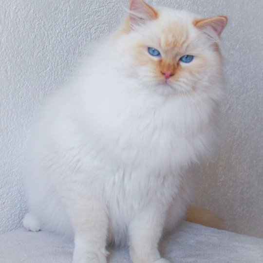 Shïloh Love Du Chamallow Rose Mâle Ragdoll