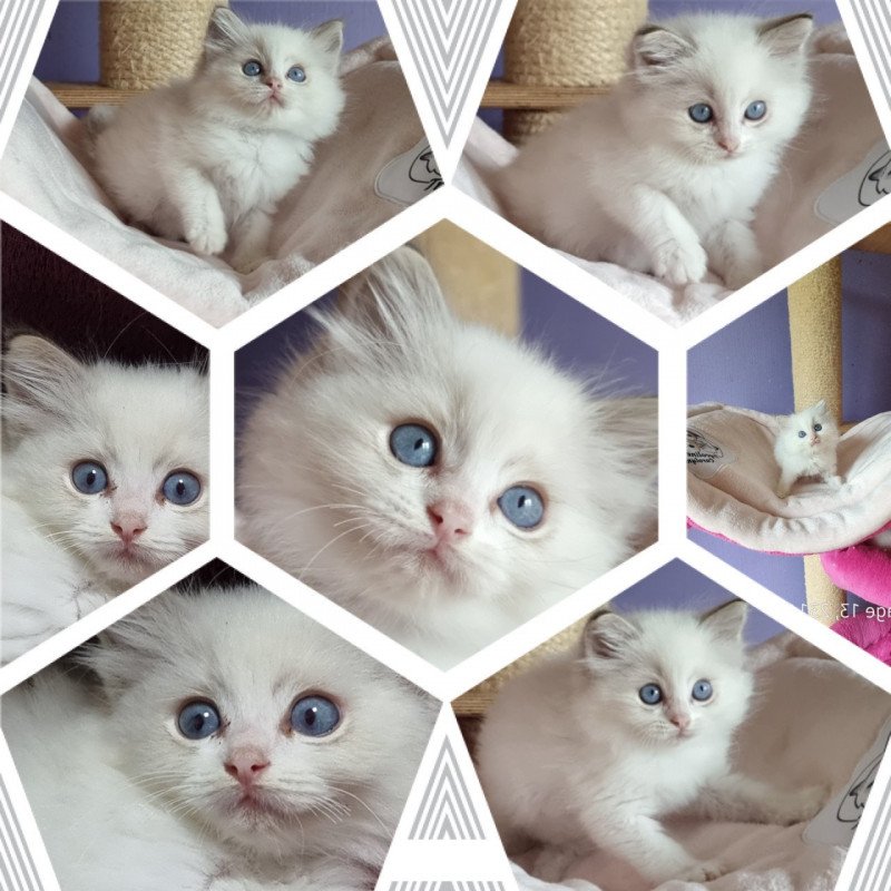 Trycoline’s Smallville Lana Lang Femelle Ragdoll